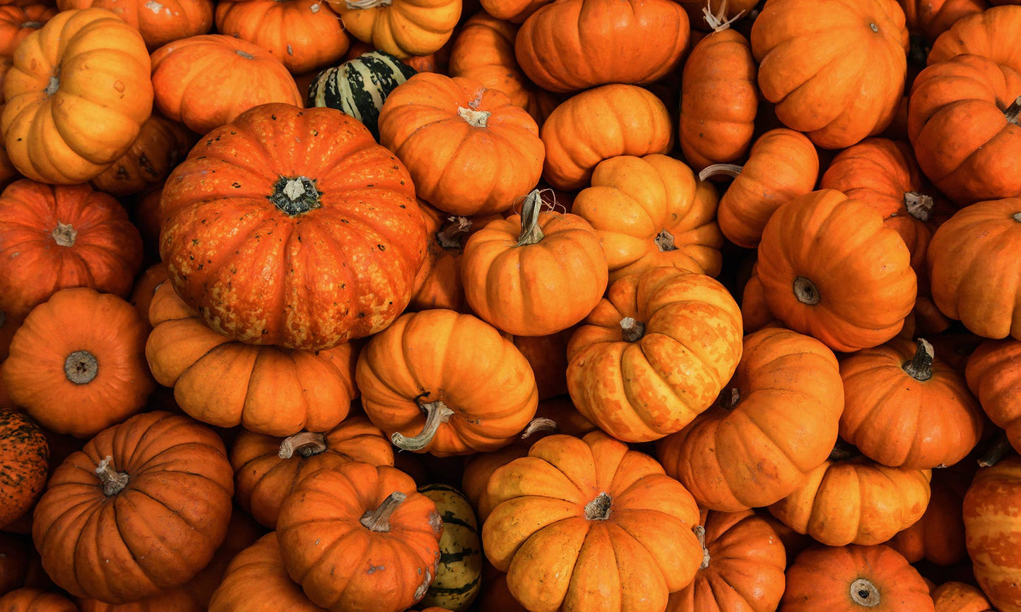 16 oz Butter Jar Candle: Hey, Pumpkin!